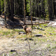 Angela Wang / Mule deer